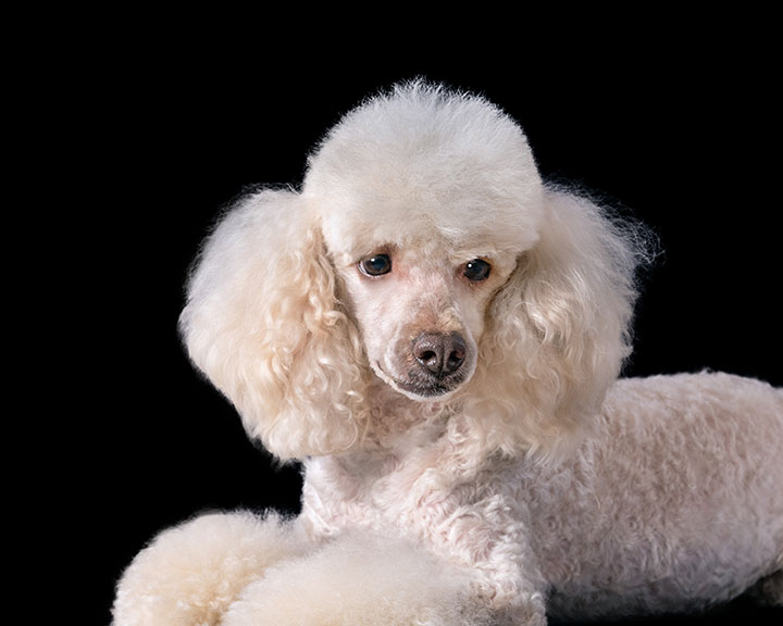 white poodle after grooming