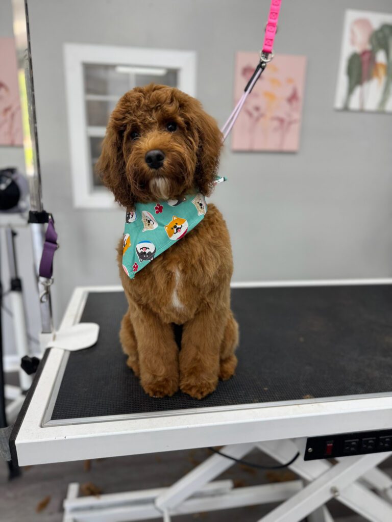 dog wearing a bandana