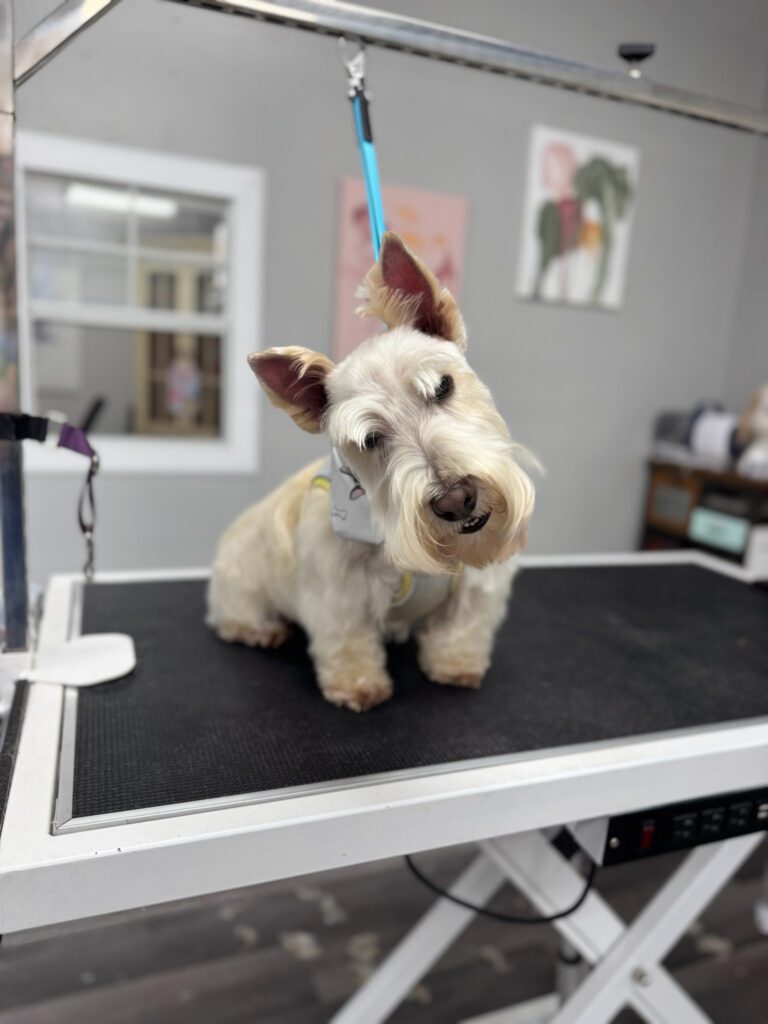 curious dog sitting on a grooming table