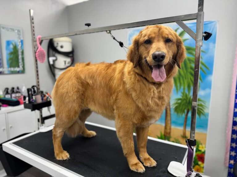 golden retriever standing on a grooming table
