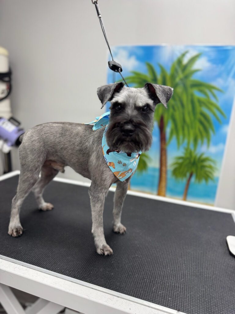grey schnauzer dog