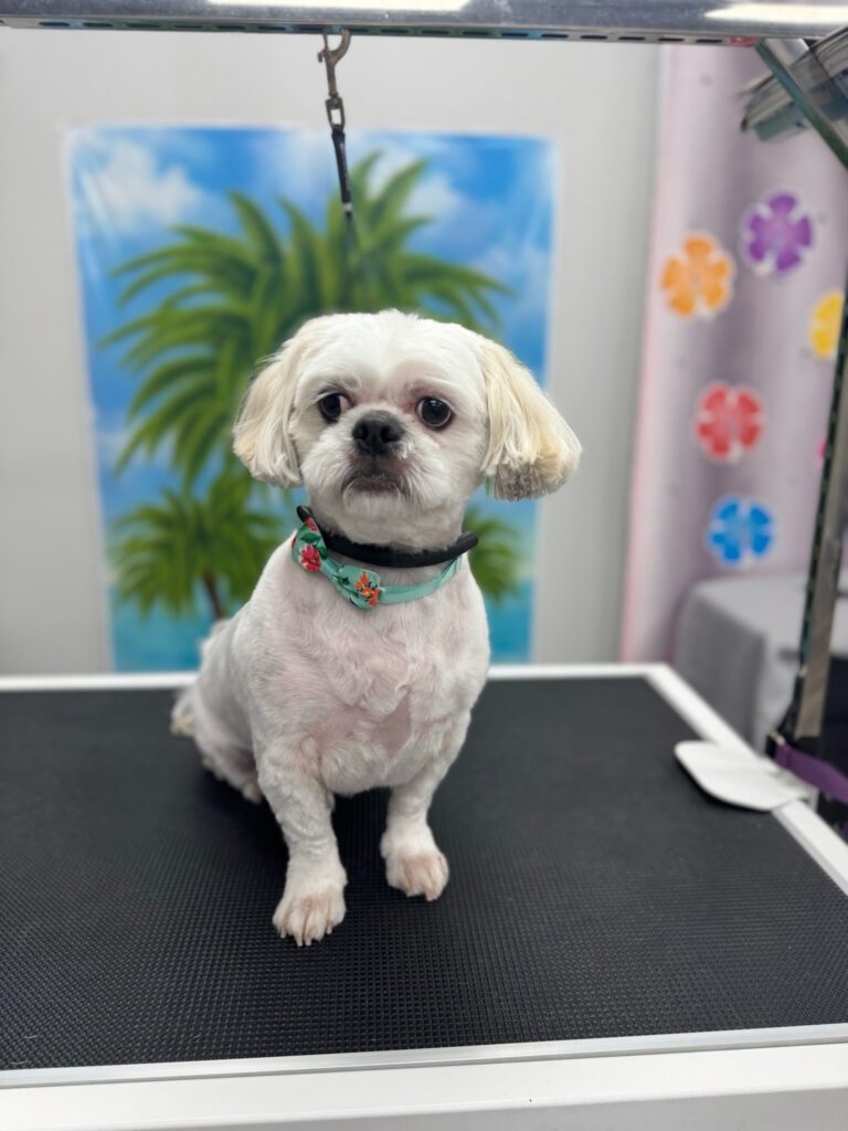 white dog wearing a bandana