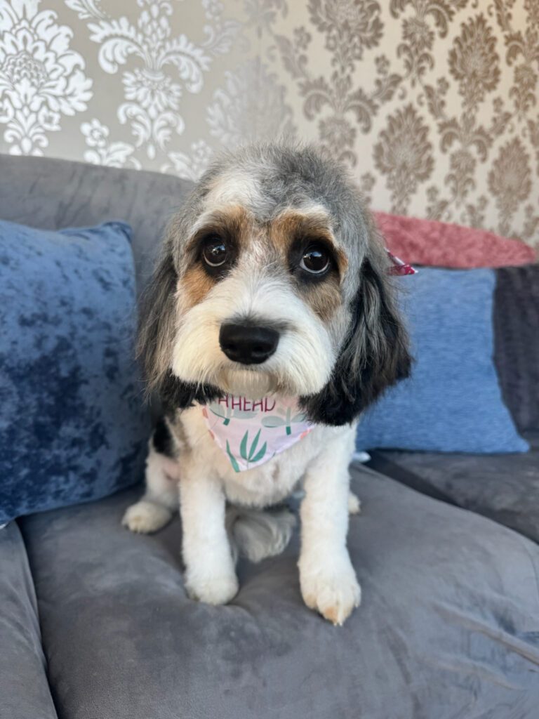 dog sitting on a couch wearing a bandana