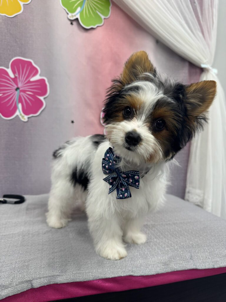 small dog standing in front of a flower background