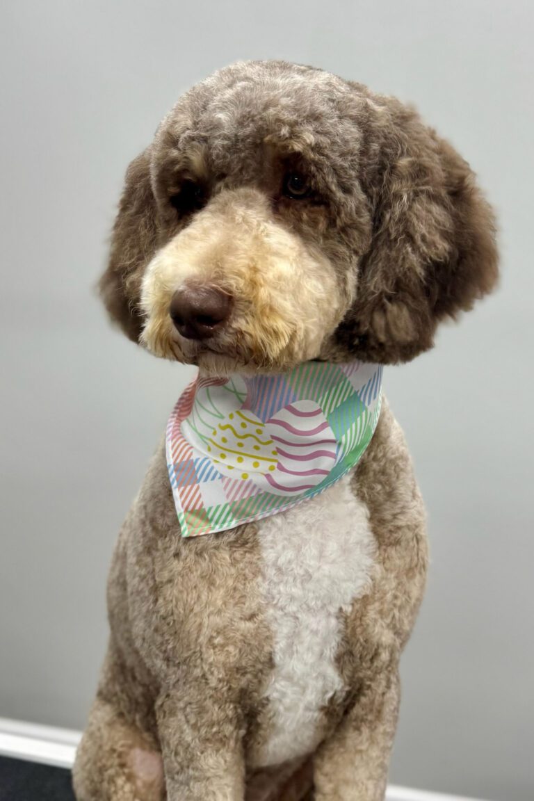 fluffy doodle dog wearing an easter bandana