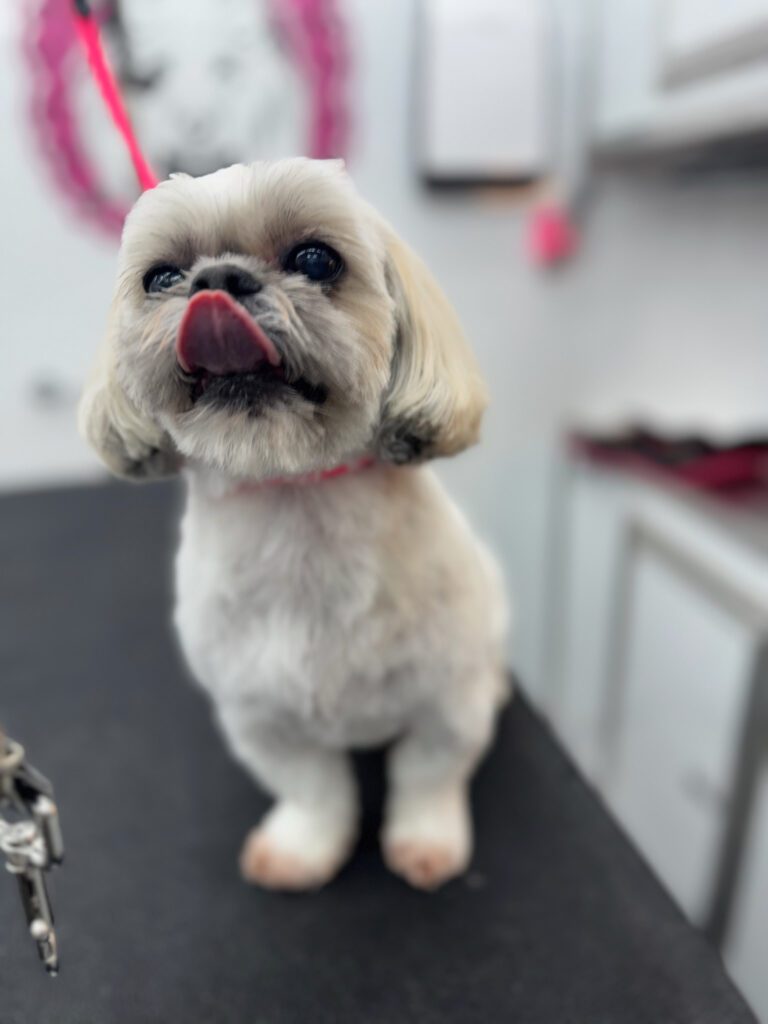 small dog after grooming session