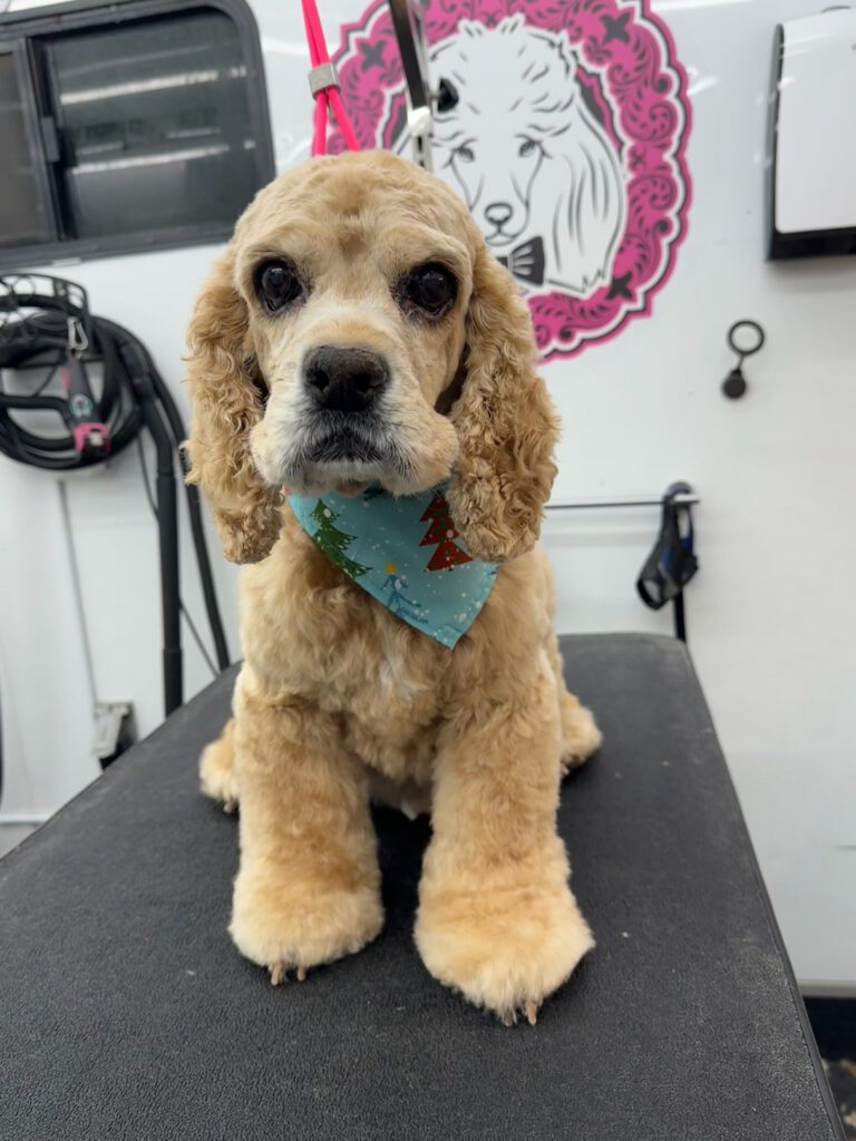 cocker spaniel after grooming