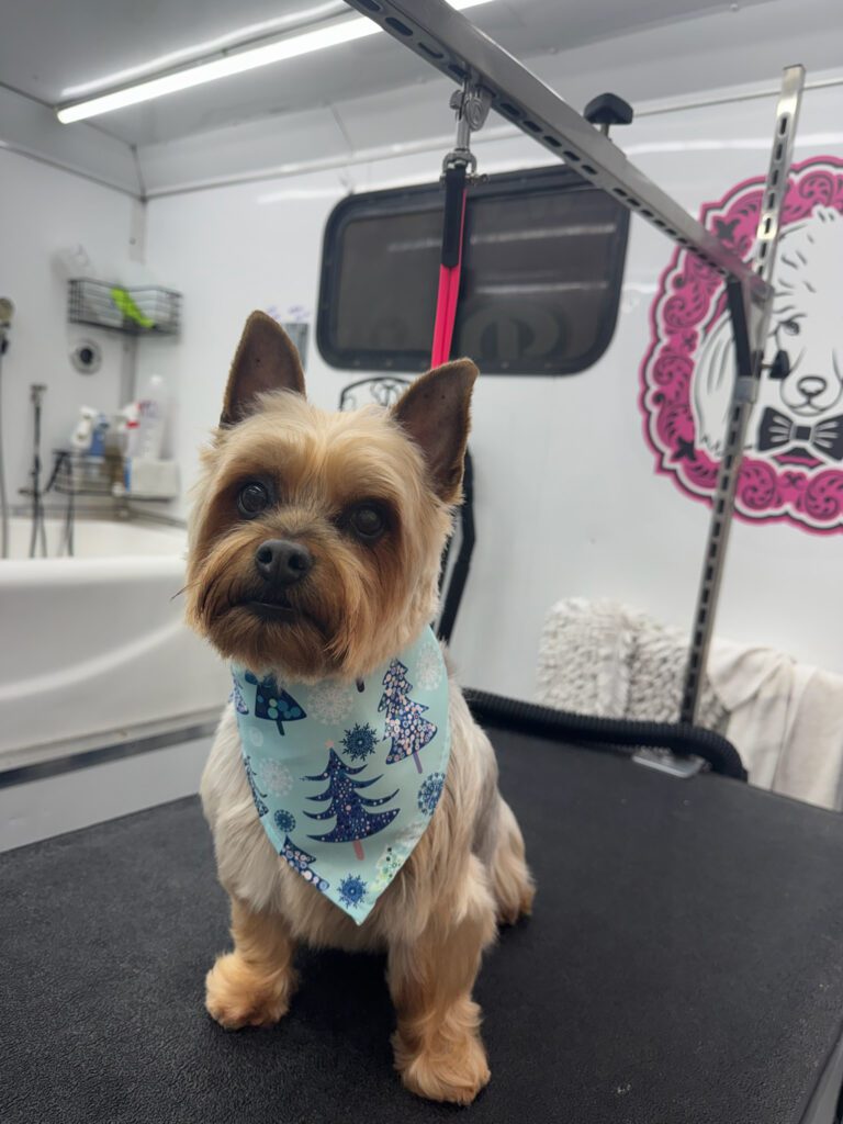 small dog wearing a bandana
