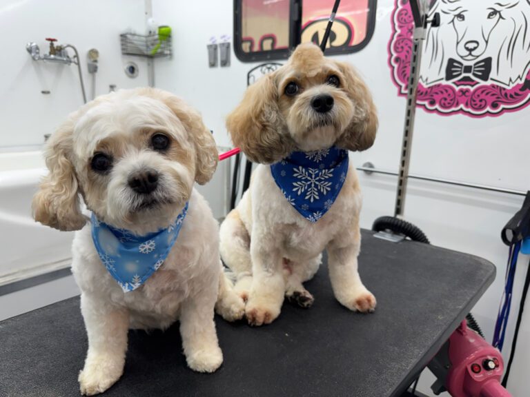 two dogs sitting on a grooming table