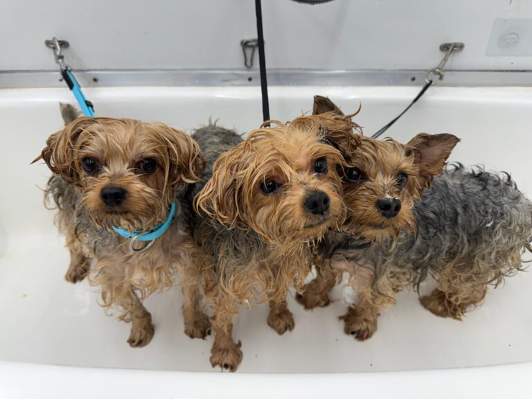 three dogs sitting in a bathtub