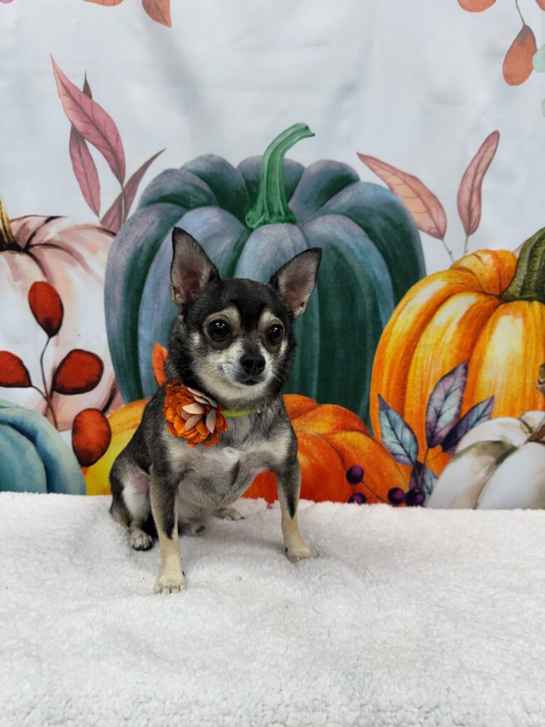 dog sitting in front of a pumpkin background