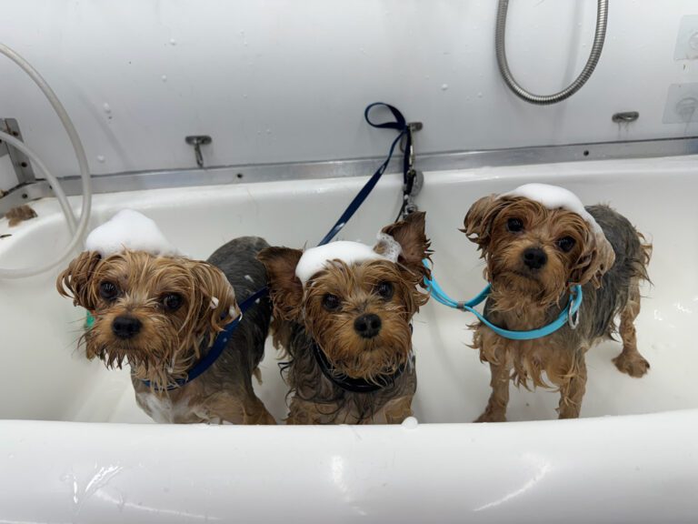 three dogs sitting in a bathtub