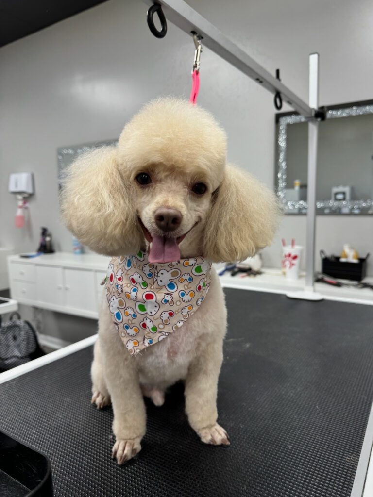 fluffy white poodle wearing a bandana