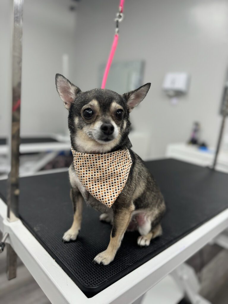 dog wearing a bandana