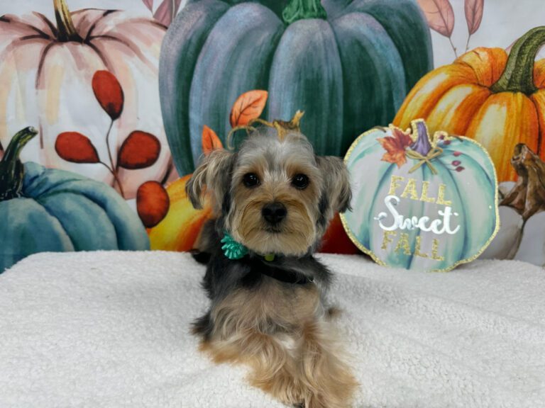 dog laying in front of a pumpkin background
