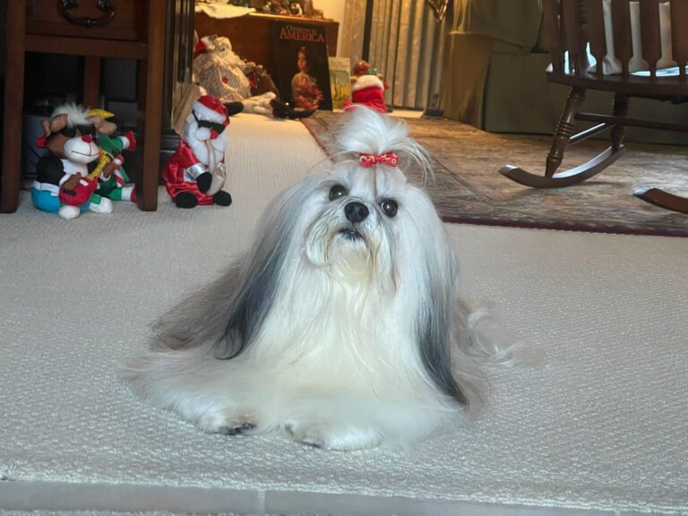 dog laying on a carpet with a bow in its hair