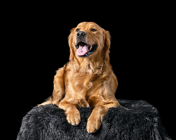 golden retriever sitting on a blanket