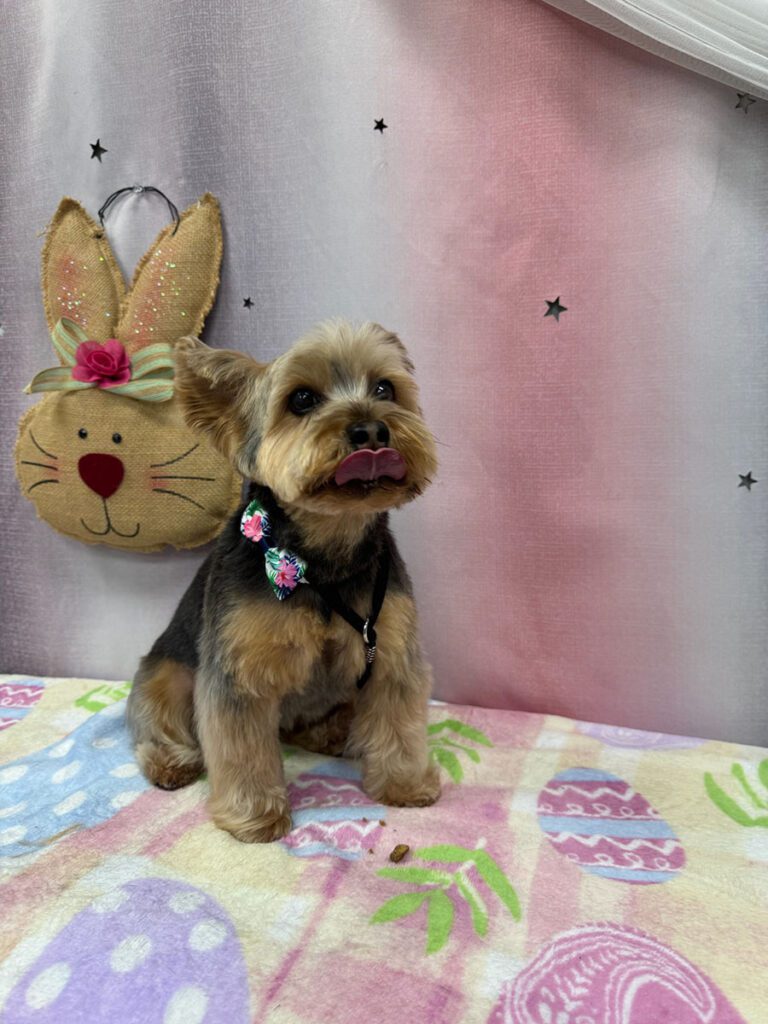 dog sitting by a bunny decoration