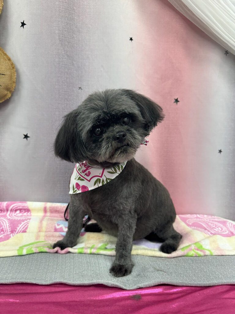 small black dog wearing a bandana