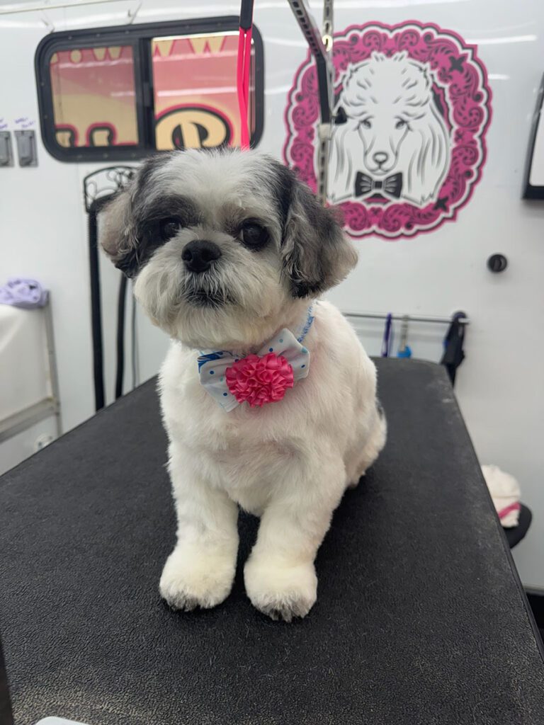 small dog sitting on a grooming table