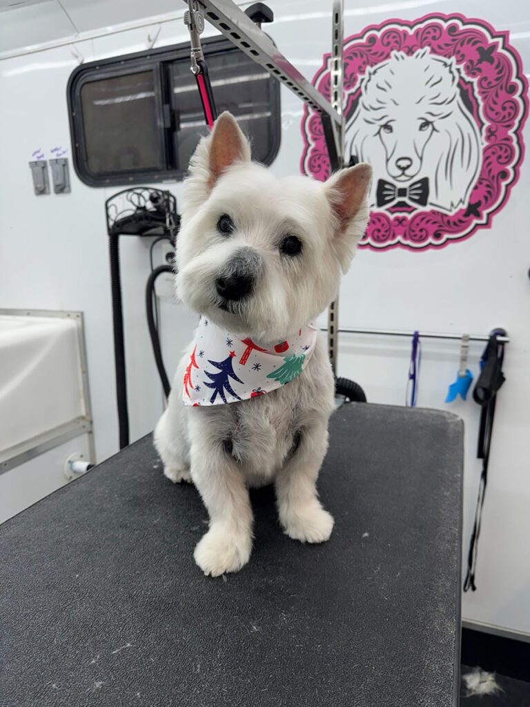 white terrier dog sitting on a grooming table