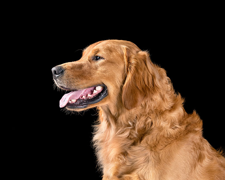 side profile of a golden retriever
