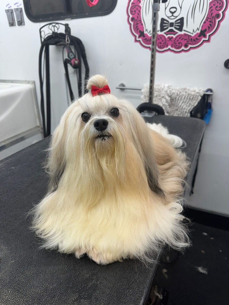 long haired dog laying on a grooming table