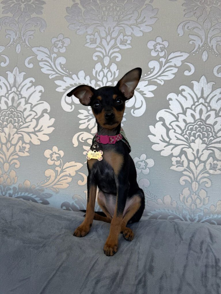 puppy sitting on a couch