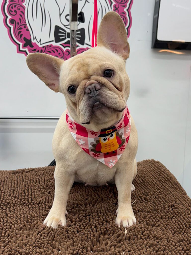 french bulldog sitting on a grooming table