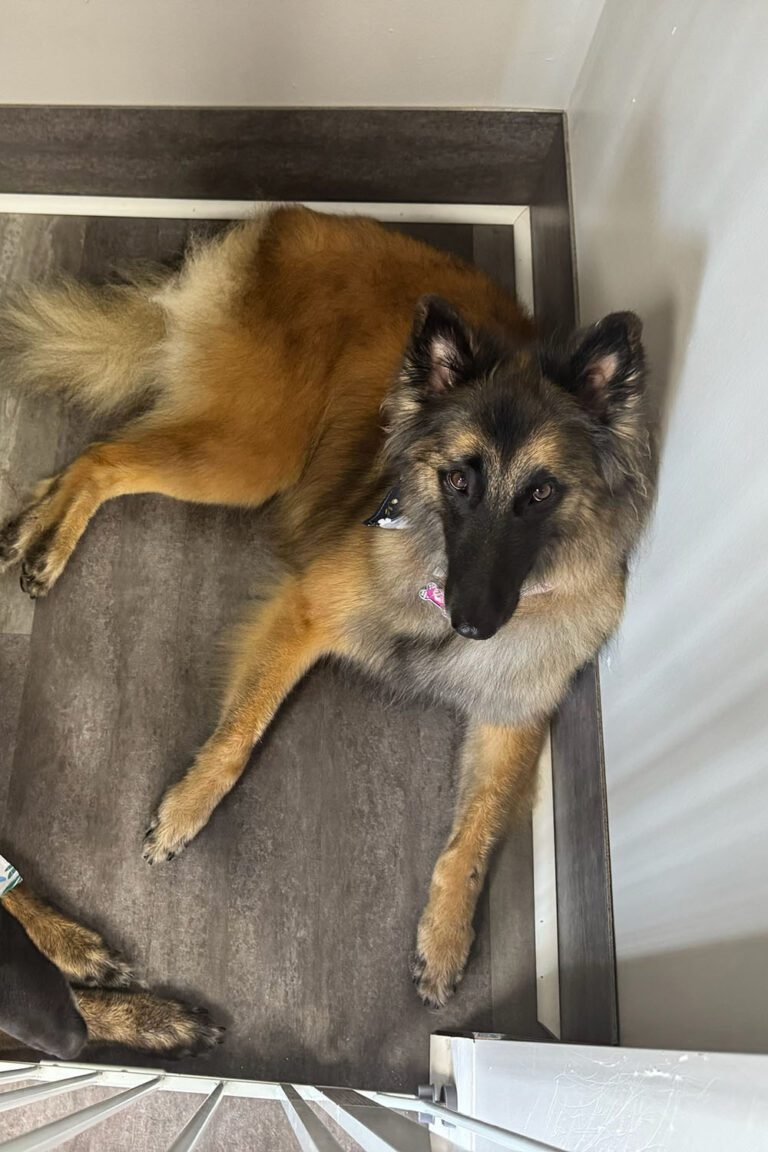 long haired shepherd laying down