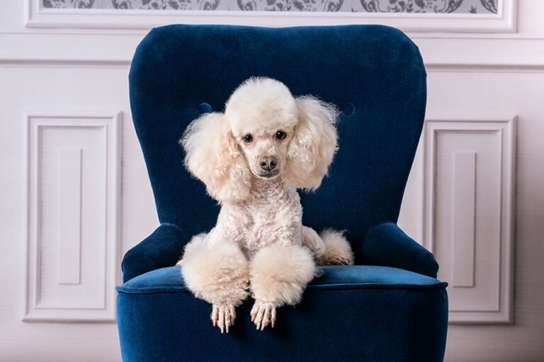 white poodle sitting on a blue chair