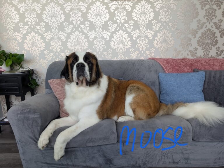 dog sitting on a couch