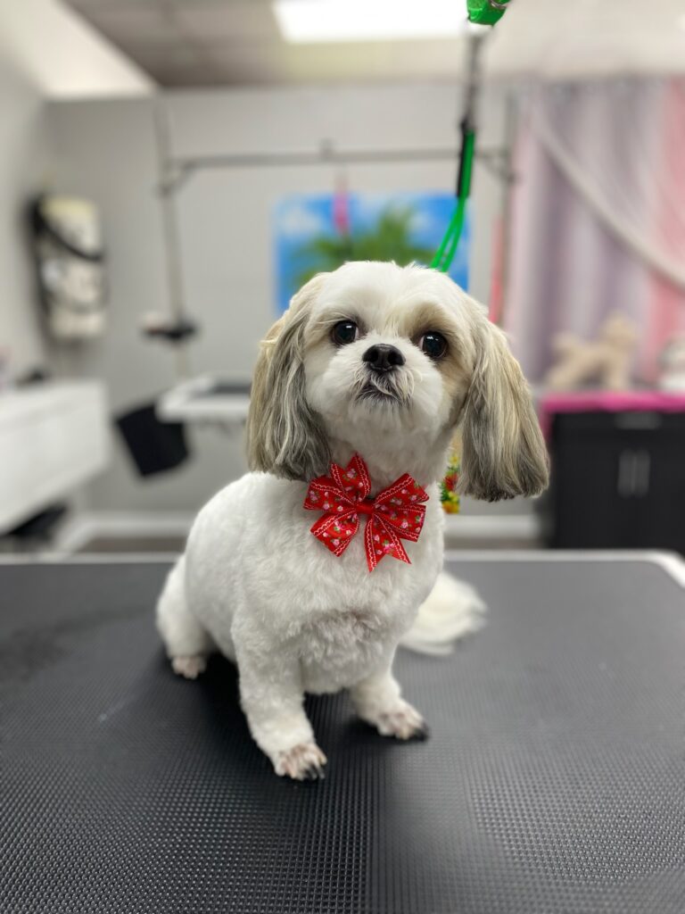 small dog wearing a bow after grooming