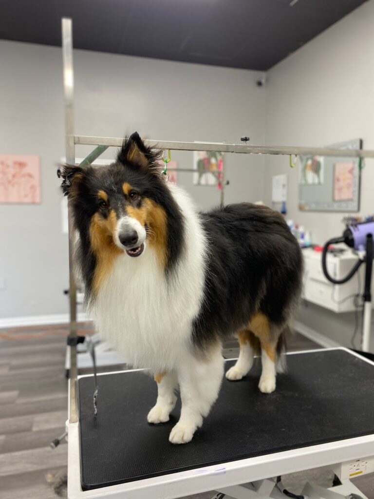 herding dog standing on a grooming table