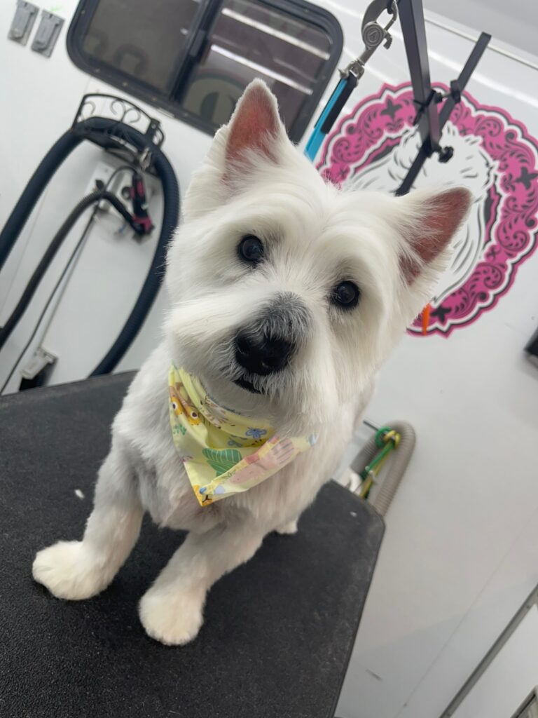 white dog on a grooming table