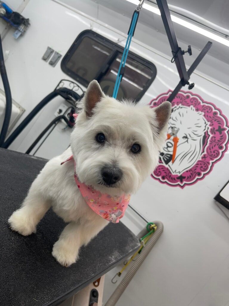 white dog on a grooming table