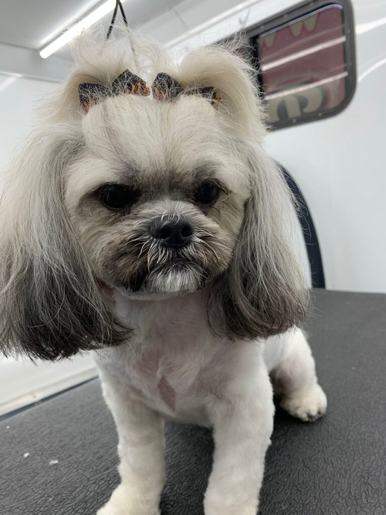 fluffy dog on a grooming table