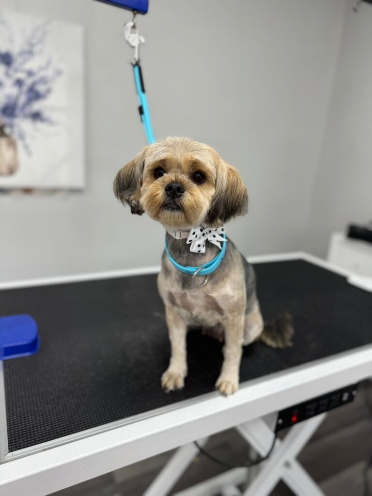 small dog sitting on a grooming table
