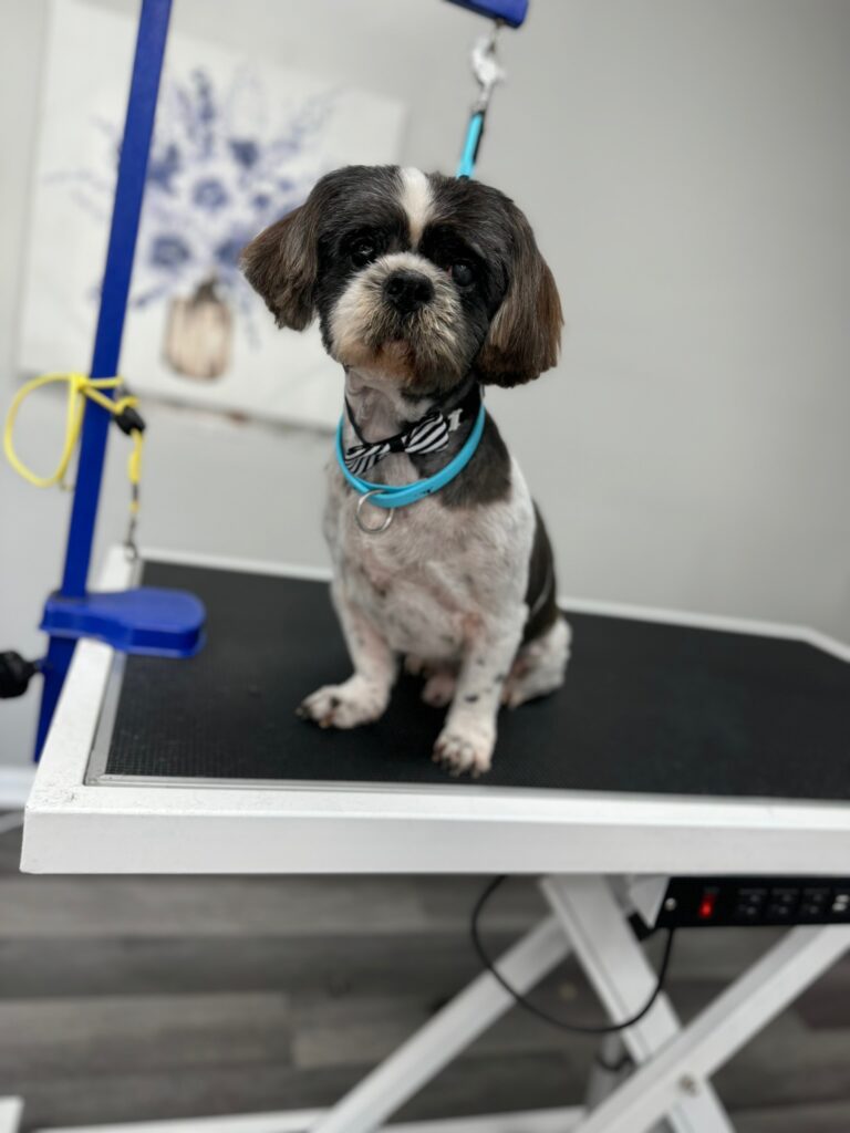 small dog sitting on a grooming table