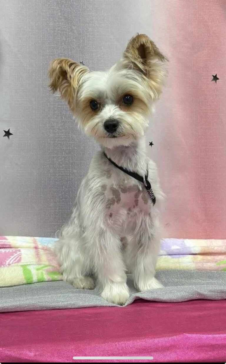 dog sitting on a blanket
