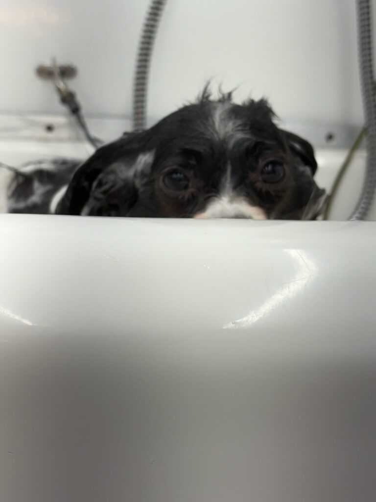 dog in a bathtub during a grooming session
