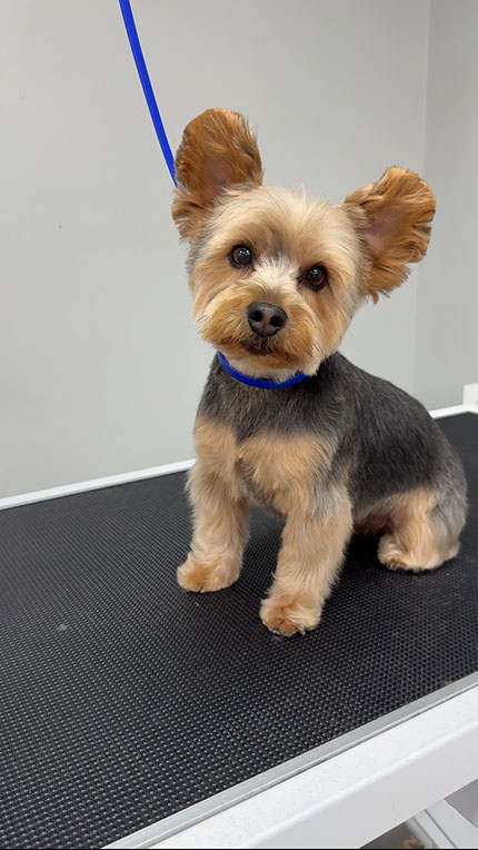 yorkie mix dog on a grooming table
