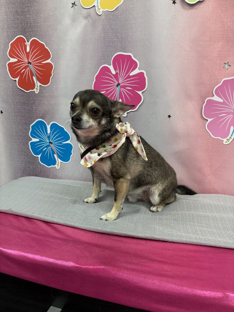 small dog sitting in front of a flower background