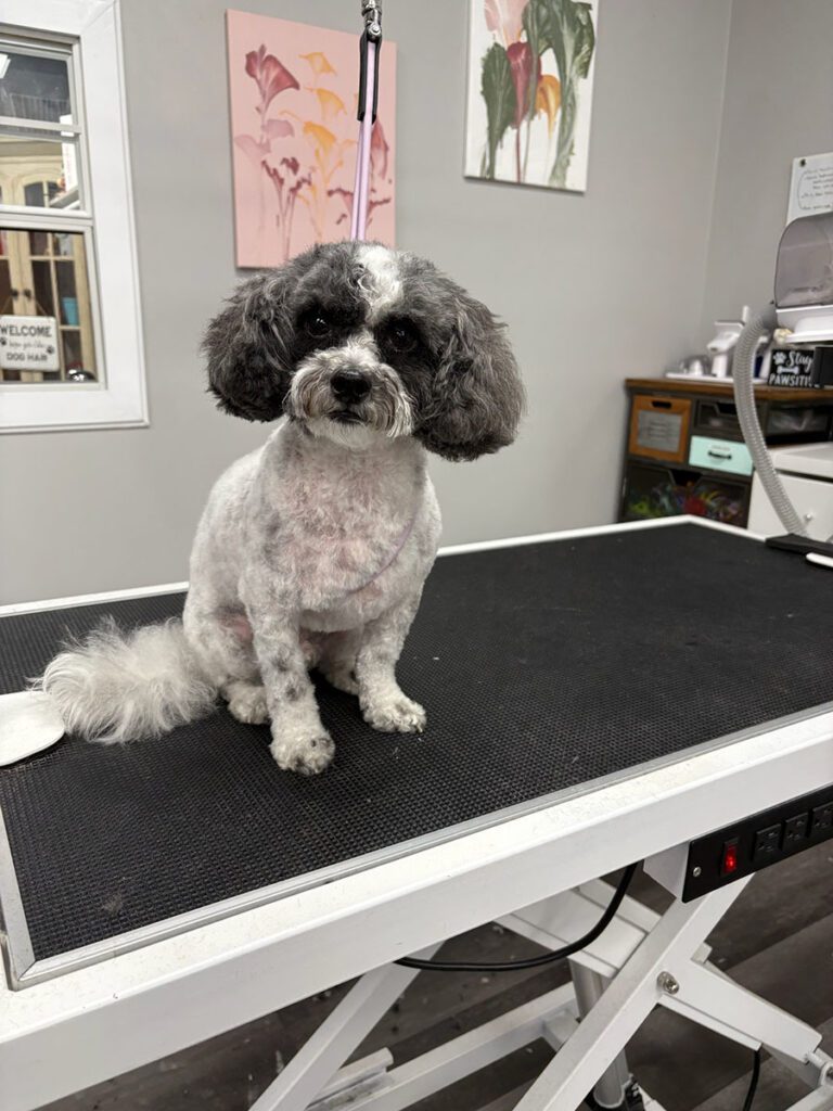 dog sitting on a grooming table