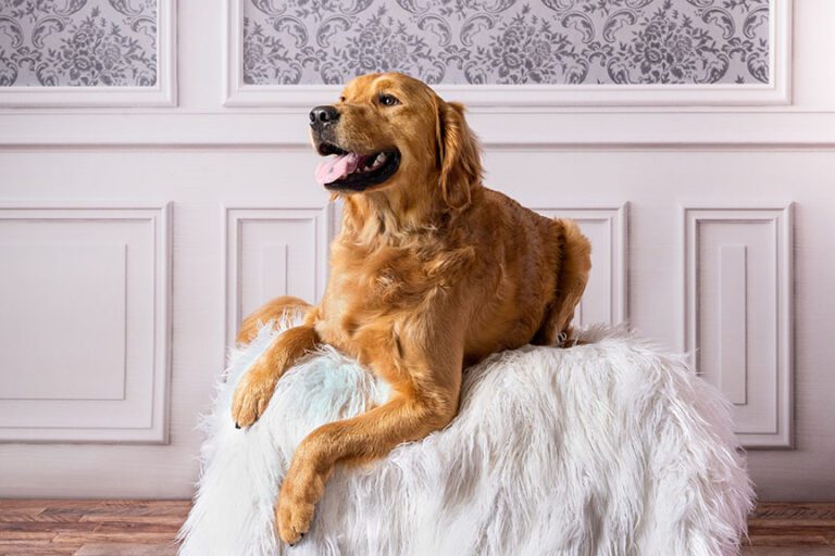 golden retriever sitting on a blanket