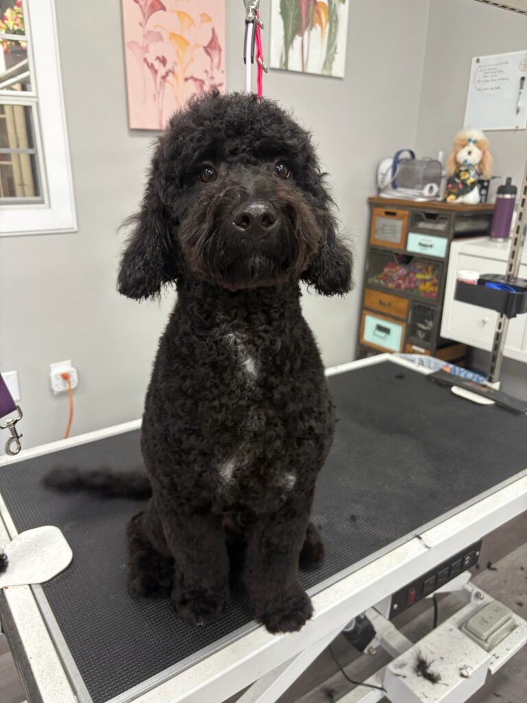 black doodle sitting on a grooming table