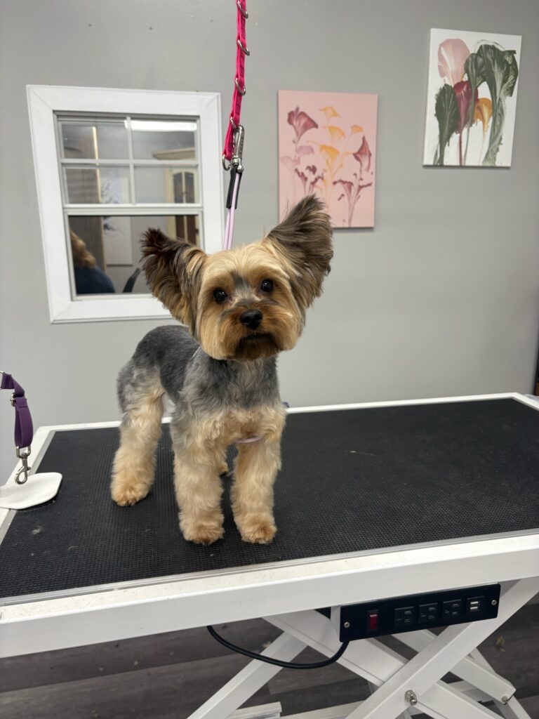 small dog standing on a grooming table