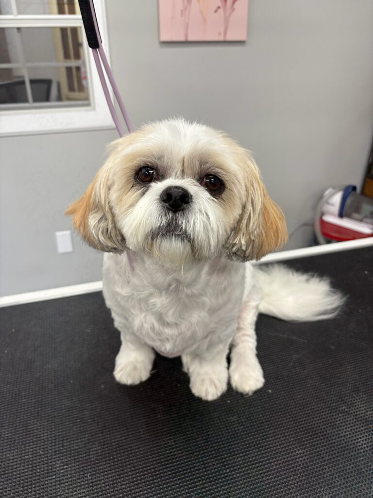 small brown and white dog sitting on a grooming table