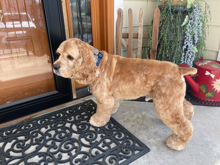 cocker spaniel after grooming