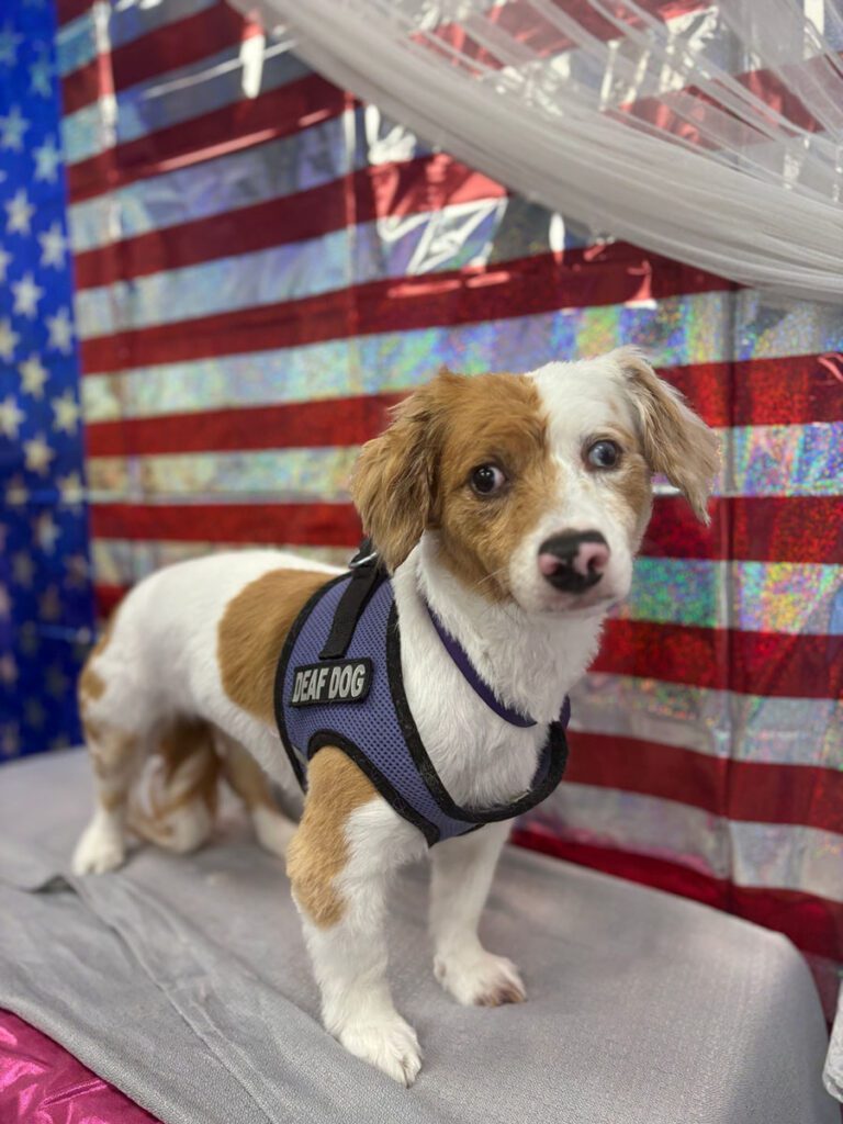 dog wearing a harness standing in front of a flag background